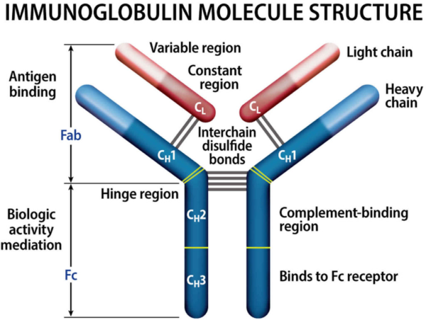 אימונוגלובולין1.png