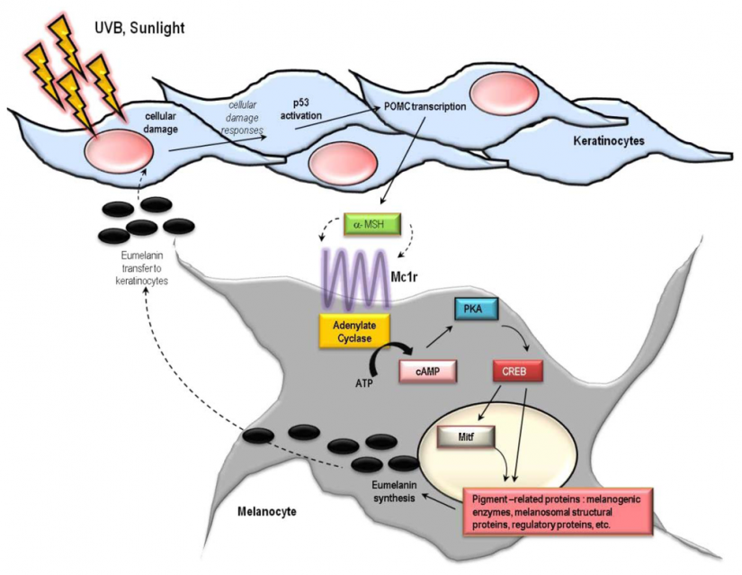 הורמון מגרה מלנוציט Melanocyte stimulating hormone medpage