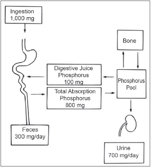 ספיגת זרחן 1.jpg