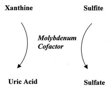 קובץ:S-sulfocysteine3.jpg