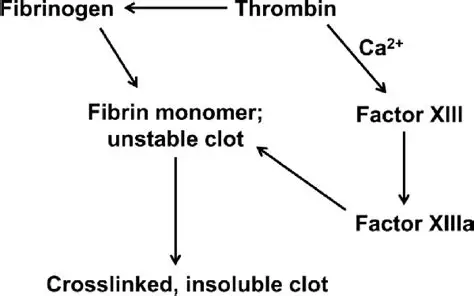 קובץ:Fibrin 1.png