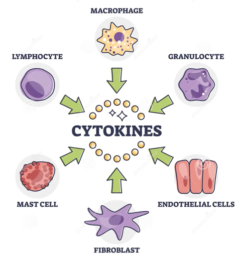Cytokines 1.png