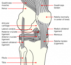 658px-Knee diagram.png