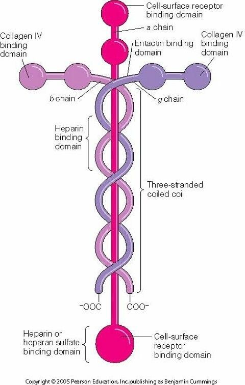 Laminin1.png