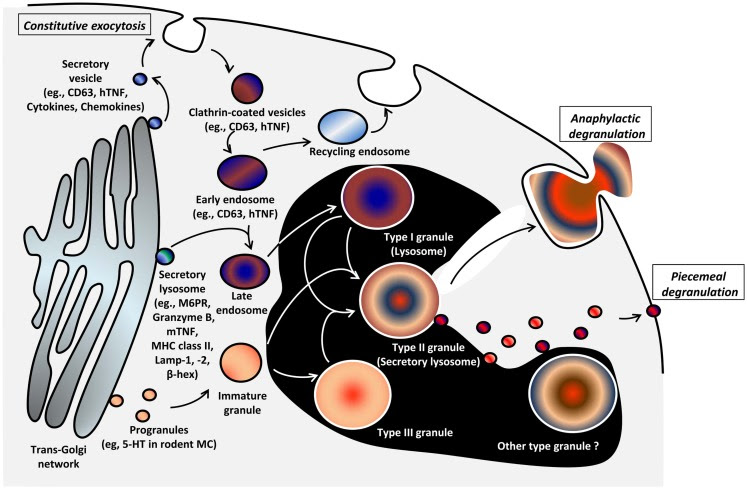 קובץ:Mediators 2.jpg