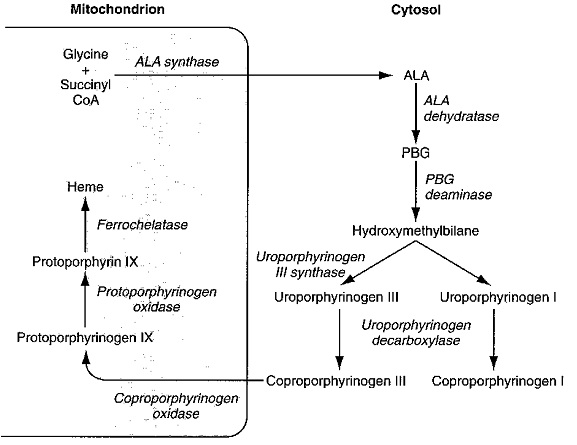 מסלול יצירת heme המתרחש בחלקו בציטופלזמה של התא ובחלקו במיטוכונדריה.