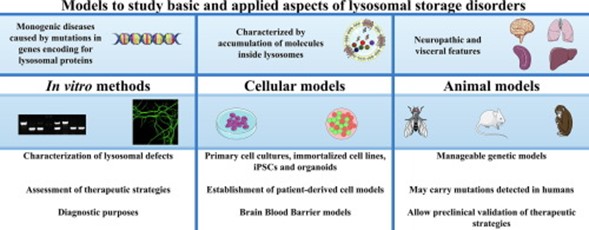 Lysosomal 1.jpg