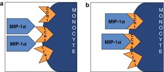 (a) תיאור סכמטי של הכמוקין MIP-1α/CCL3 המתקרב לתאים המבטאים את הקולטנים CCR1, CCR2 ו-.CCR5 (b) MIP-1α/CCL3 נקשר סימולטנית ל-CCR1 ול-CCR5.