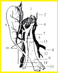 Gallbladder1.jpg
