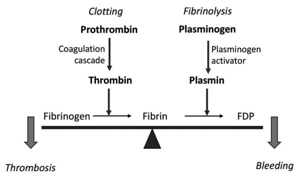 Fibrin 2.jpg