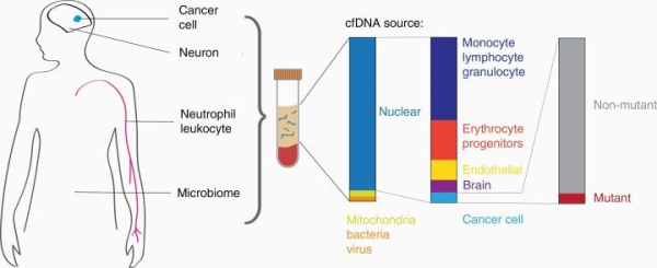 Circulating free DNA 1.png
