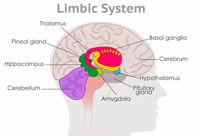 קובץ:Limbic-system.jpg