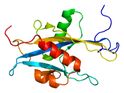 Protein MUTYH PDB 1x51.png