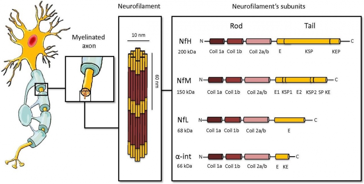 סיב נוירוני - Neurofilament Light Chain – ויקירפואה