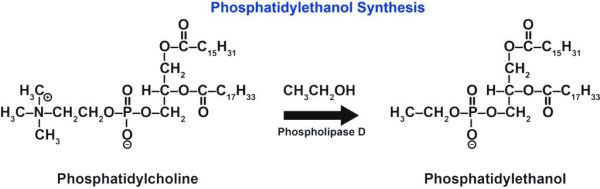 Phosphatidylethanol1.jpg