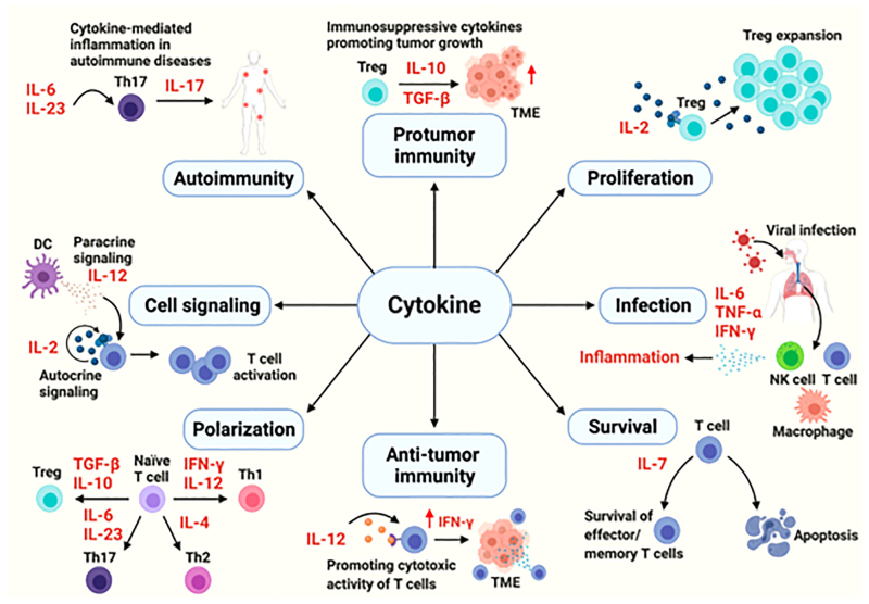 קובץ:Cytokines 2.png
