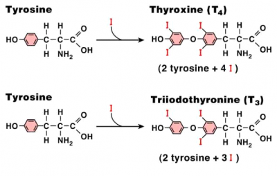 Tyrosine1.png