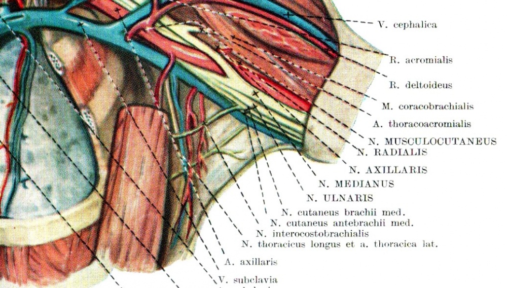 Укажите что образует медиальную стенку cavitas axillaris