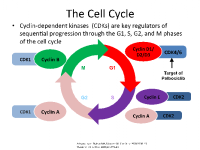 Cell-cycle.png