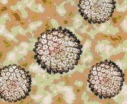 וירוס הפפילומה תחת מיקרוסקופ.jpg