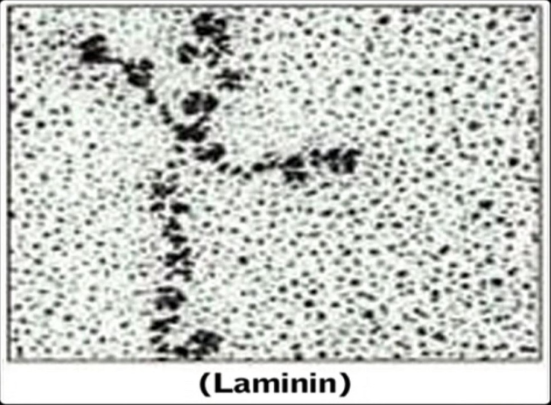 קובץ:Laminin2.png
