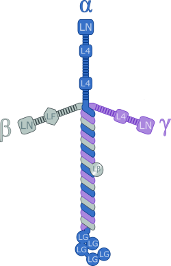 Laminin111.png