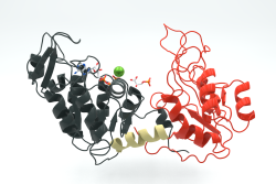 Phosphoglycerate kinase 3PGK.png