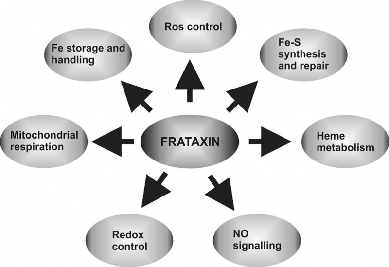 קובץ:Frataxin1.png