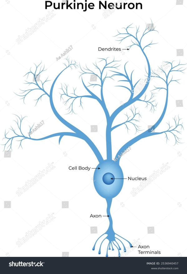Purkinje 1.png